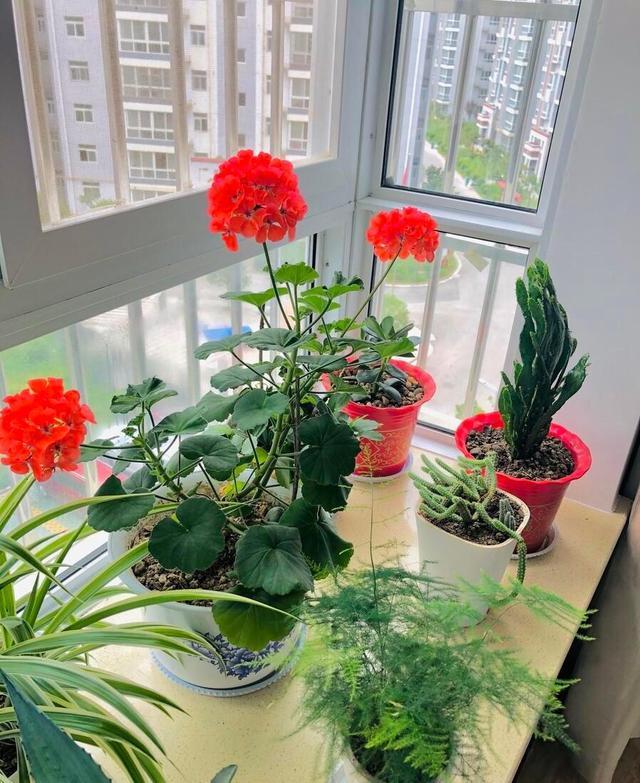 冬天玫瑰花可以放在卧室吗