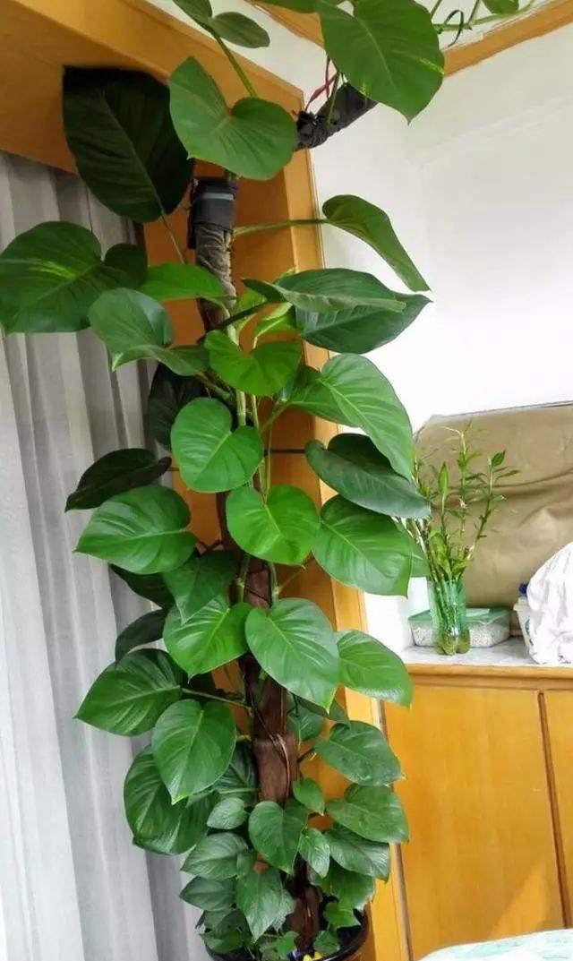 冬天养绿萝的小诀窍有哪些