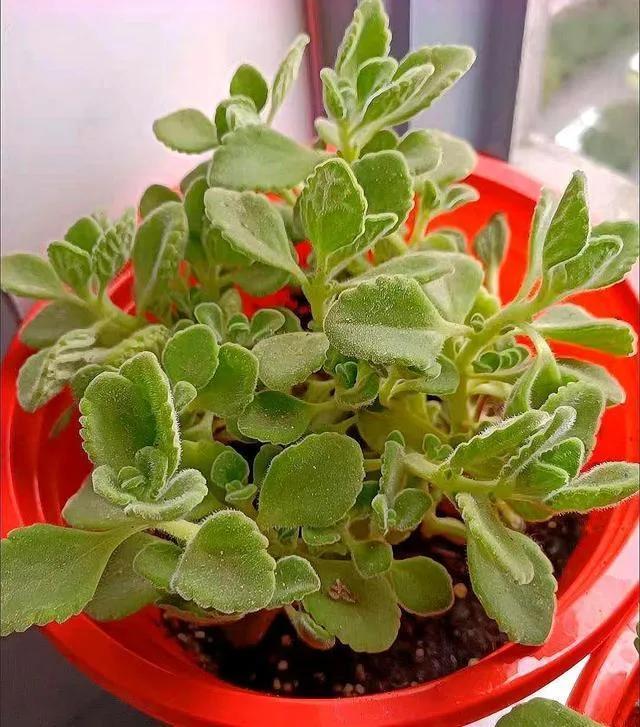 碰碰香有毒吗适合在室内养吗