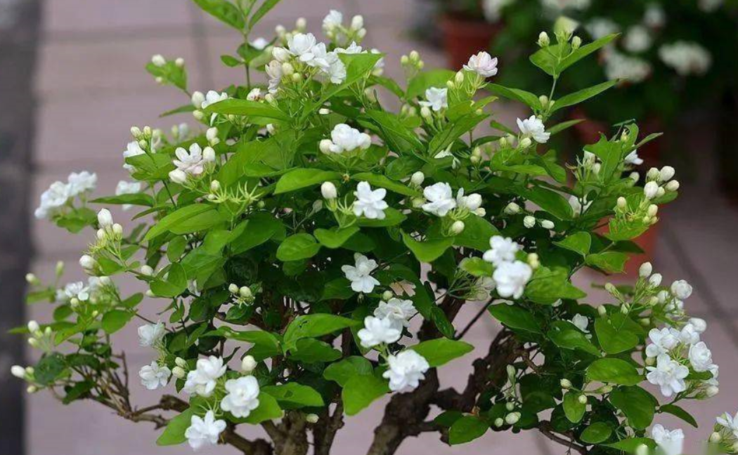 茉莉花怎样剪枝才能开花最旺