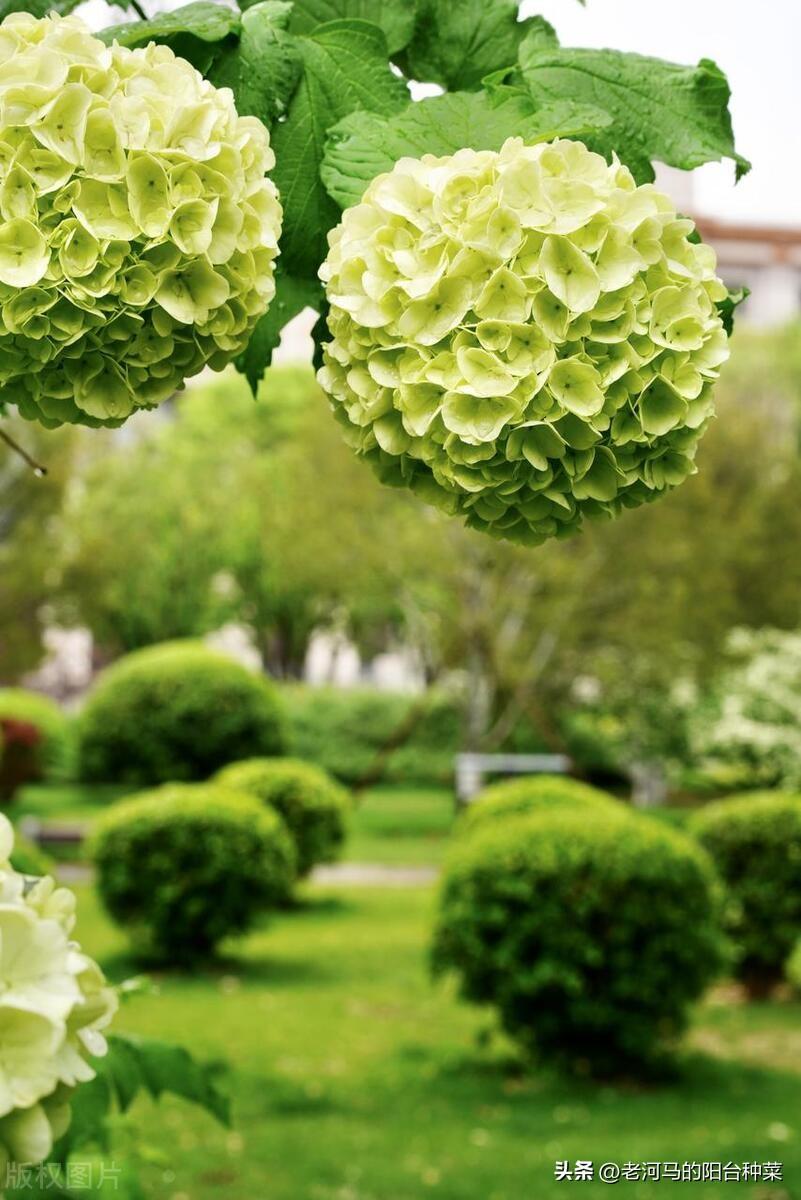 中华木绣球的养殖方法和注意事项