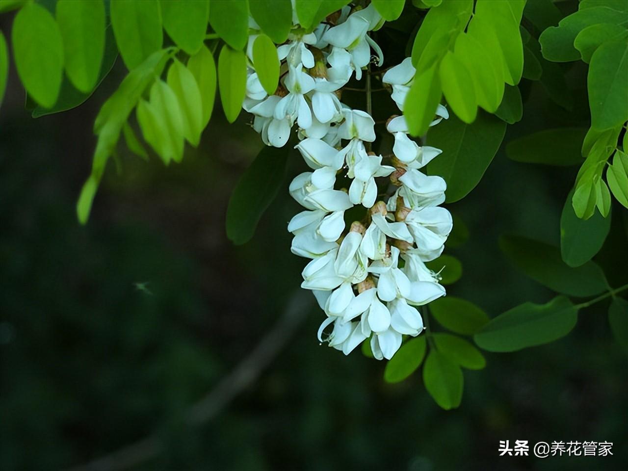 槐树种在庭院的什么位置好一点