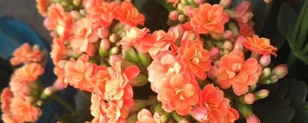 秋冬季适合种什么花草