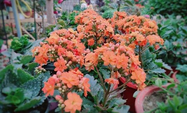 长寿花怎样才能开花爆盆