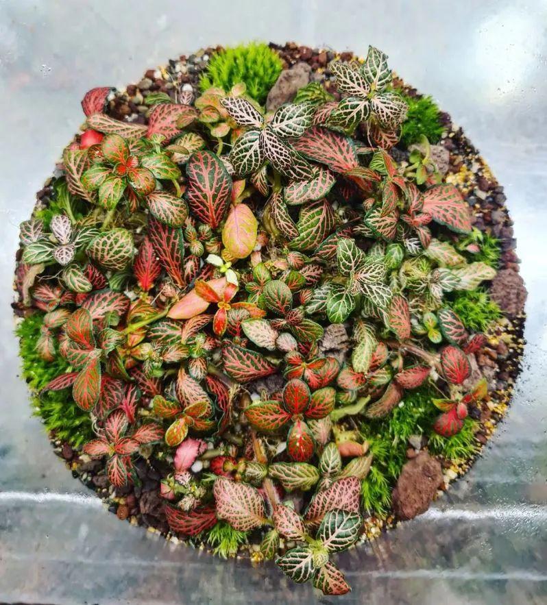 网纹草最大能养多大的盆栽