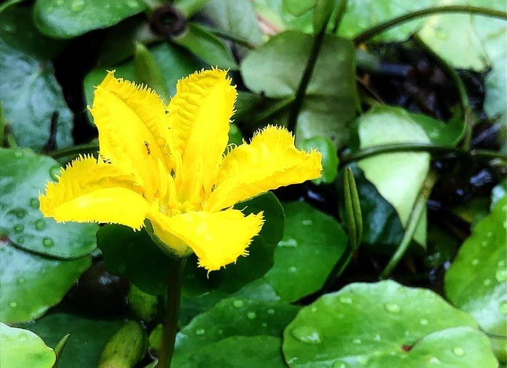 家里适合养什么水生植物好