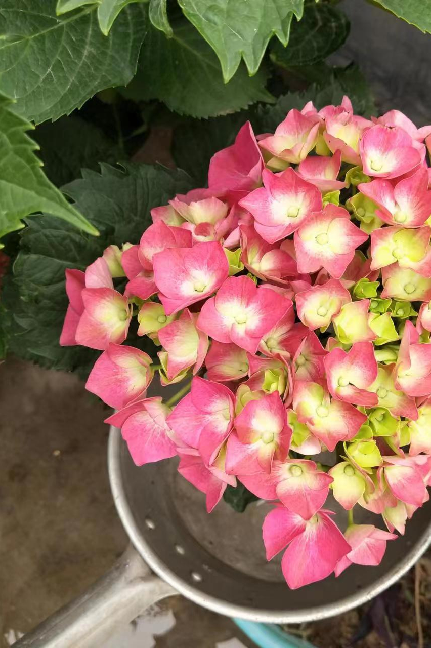 绣球花蔫了耷拉了急救