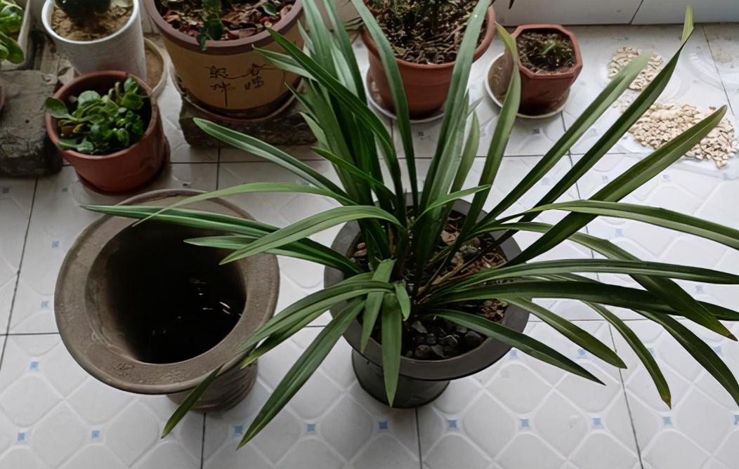 兰花翻盆注意事项有哪些