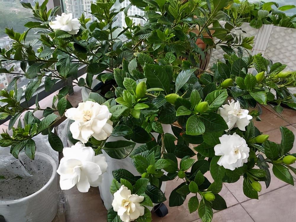 最香的花是什么花