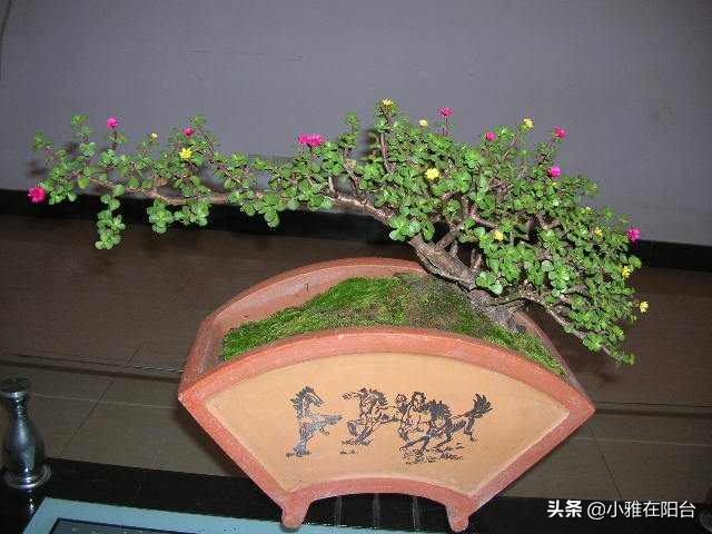 盆景植物造型制作方法有哪些