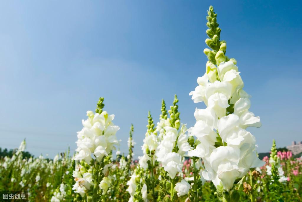 金鱼草夏天怎么养护好