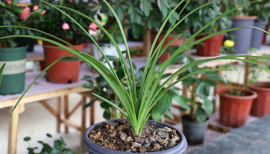 兰花翻盆注意事项有哪些