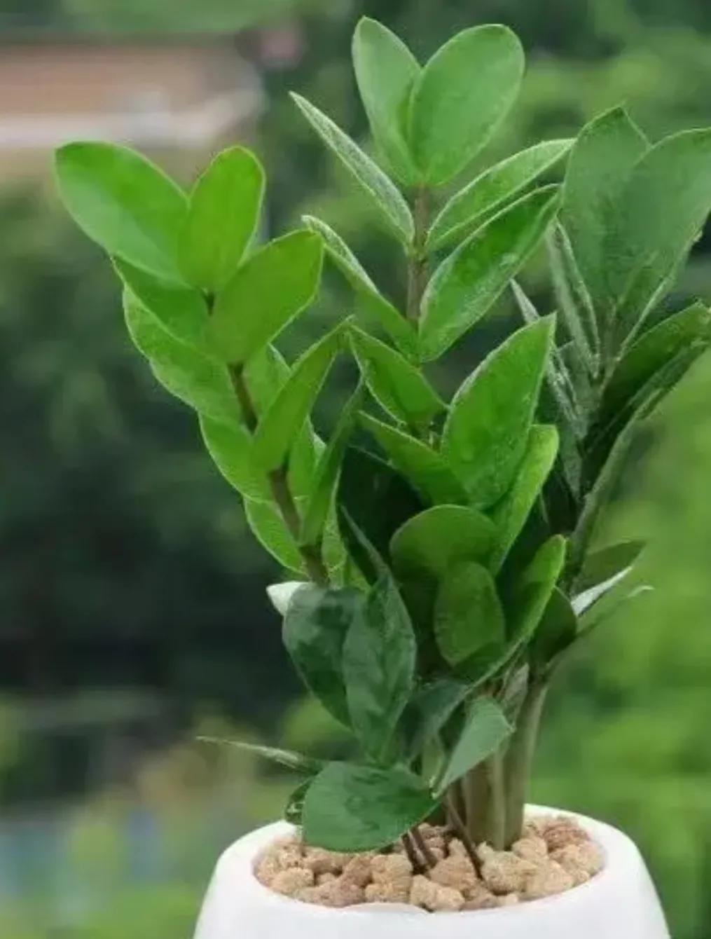 金钱树开花风水预兆是什么