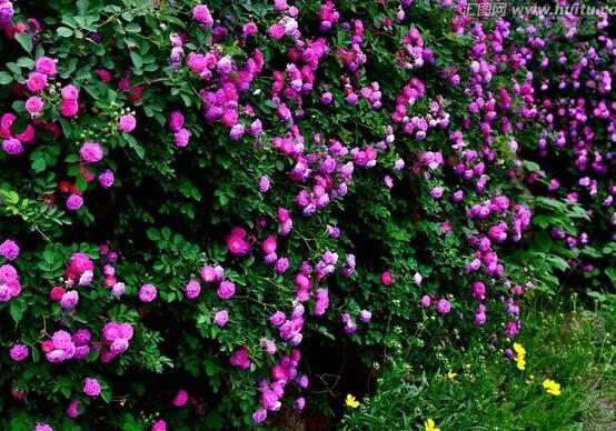 蔷薇花什么时候开花