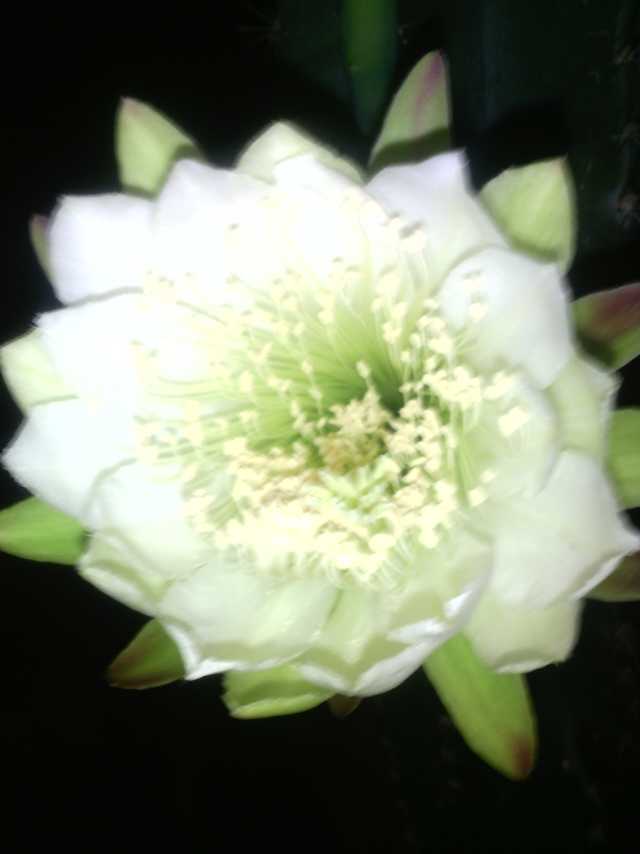 仙人掌开黄花的寓意是什么