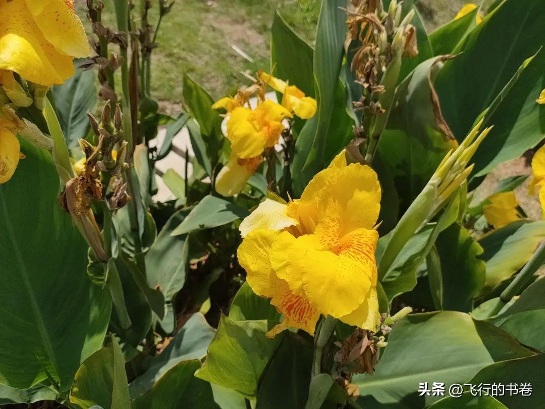 美人蕉的花语和象征意义是什么