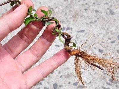 福建茶盆景的养殖方法和注意事项