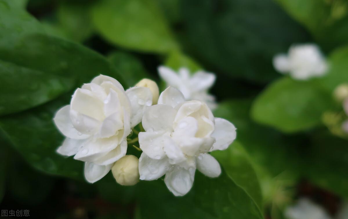 家里养茉莉花好吗