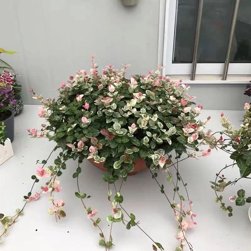 花叶络石盆栽养殖方法