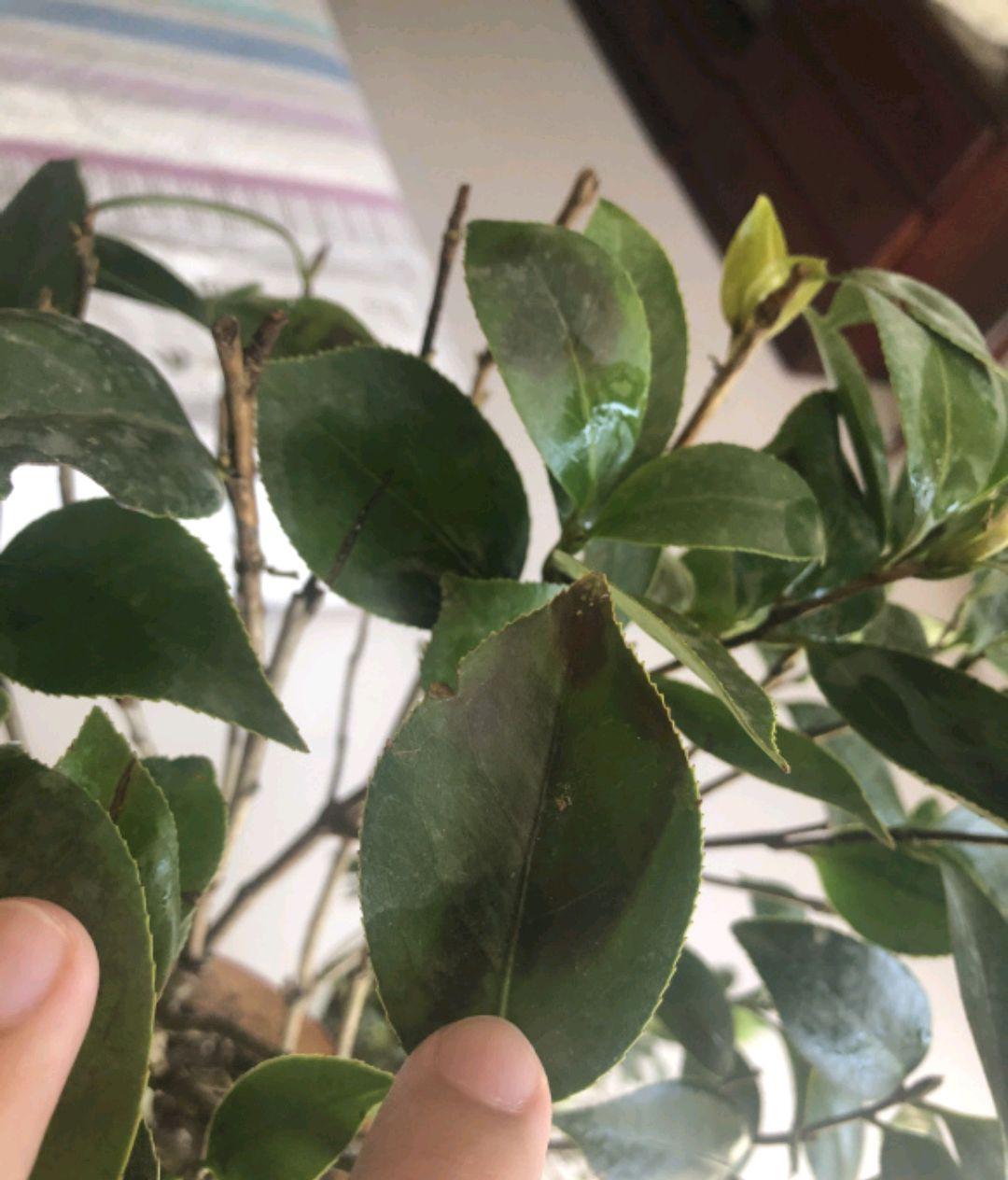茶花叶子尖发黑枯萎像烧焦怎么办