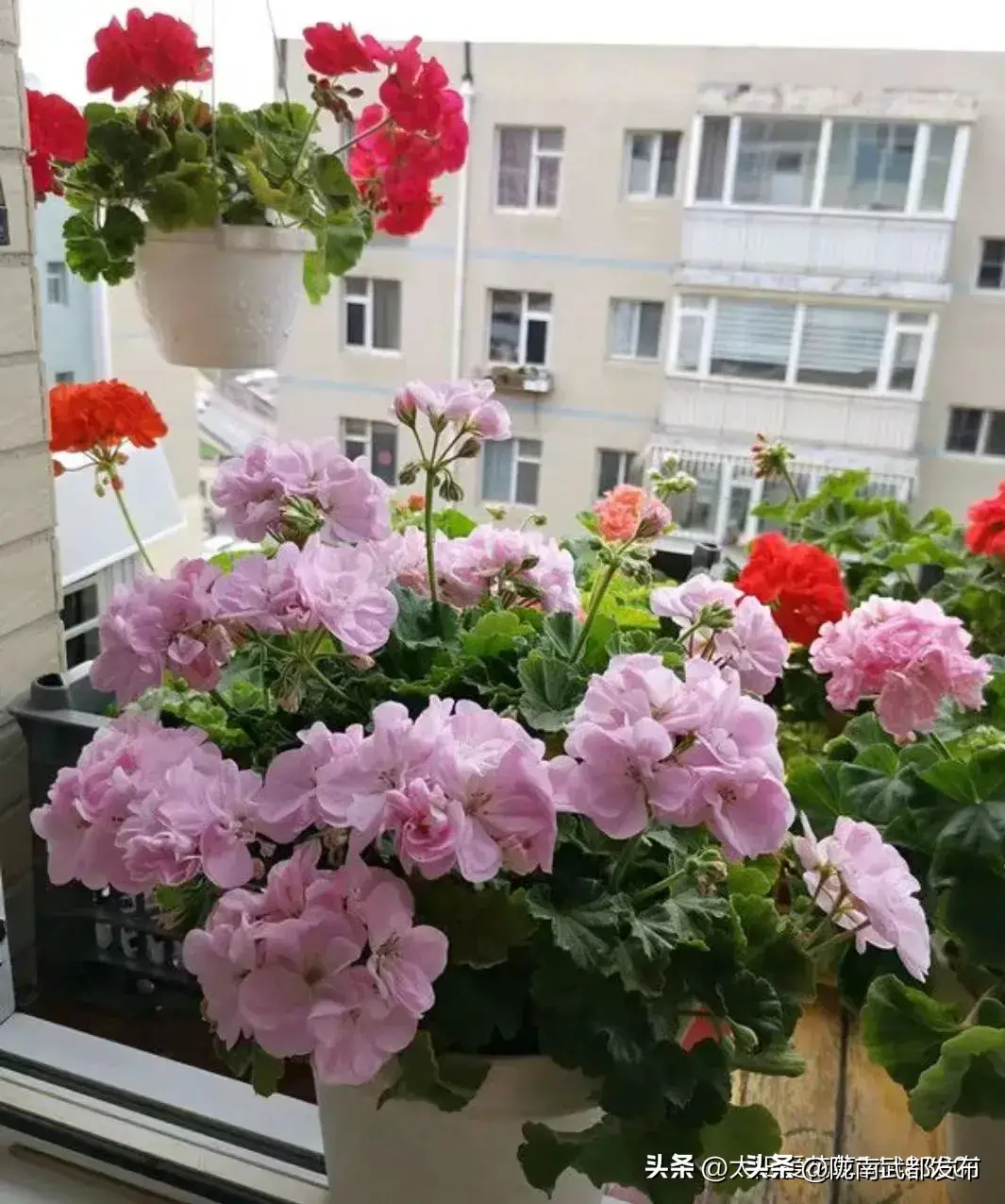 四季开花好养活又好看的花盆栽有哪些