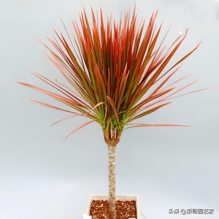 围栏种什么植物好看