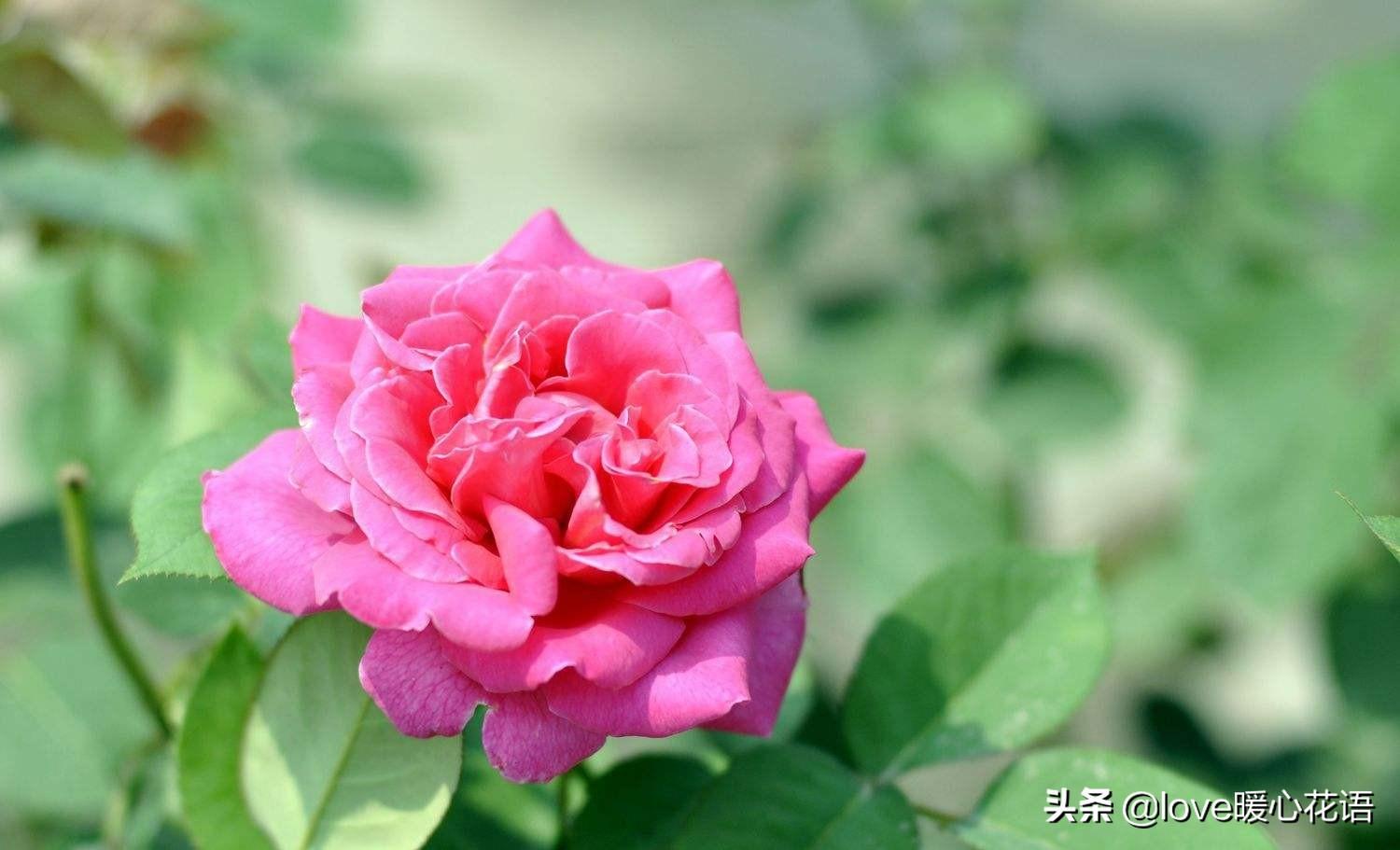 黄色月季花语象征与寓意及花语