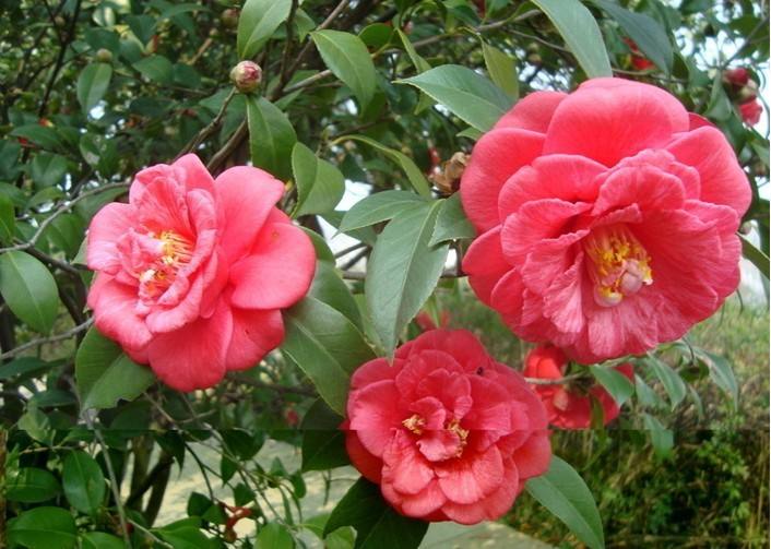 山茶花如何养护和浇水