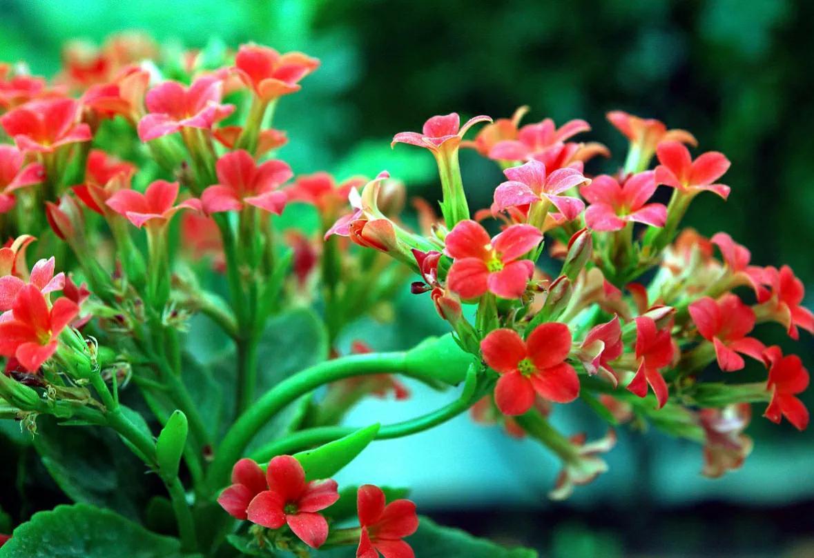 详细阅读:送长辈生日鲜花送什么花 送长辈生日鲜花送什么花