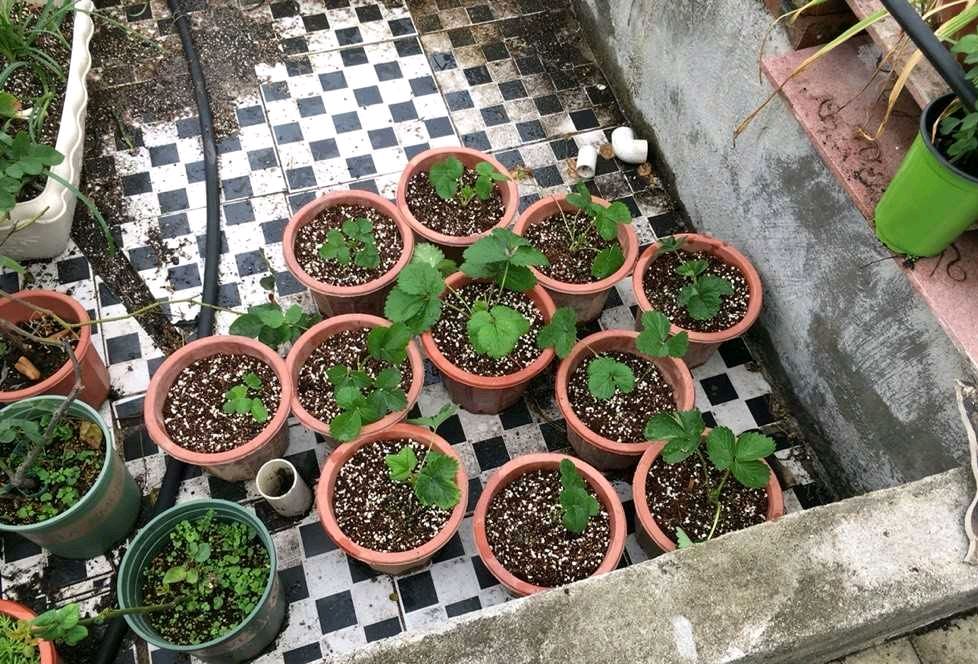 四季草莓种子的种植方法和技术
