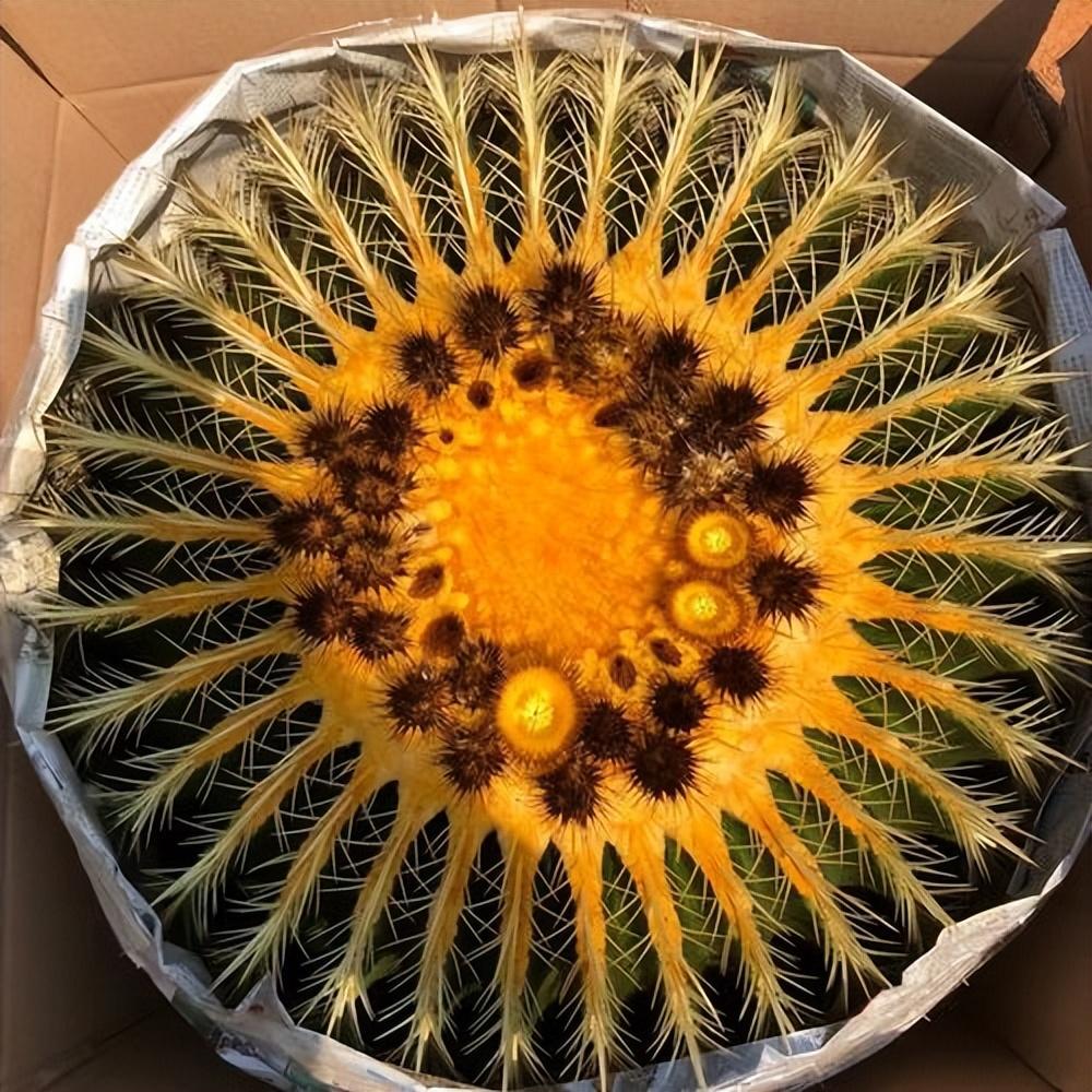 金虎仙人球开花吗