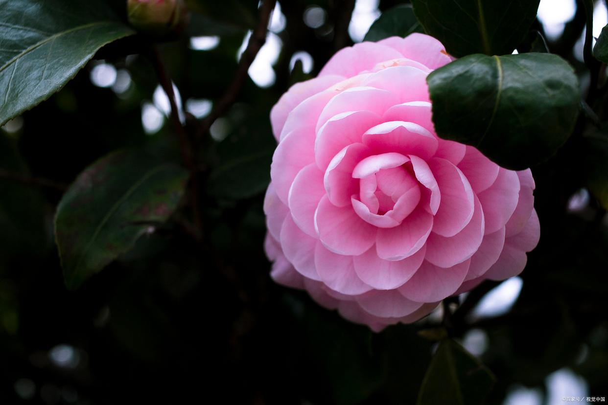 冬天茶花适合家里养吗