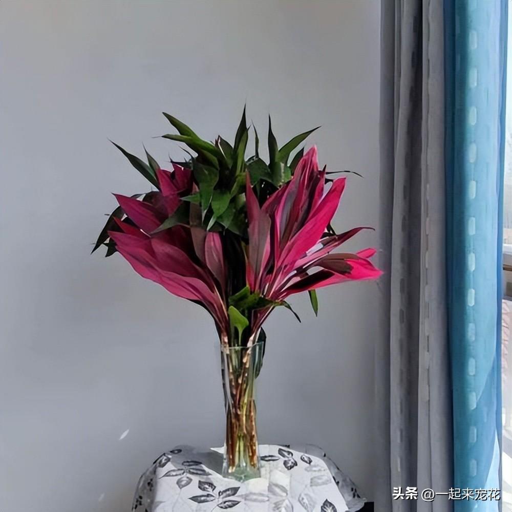 万年红寓意是什么