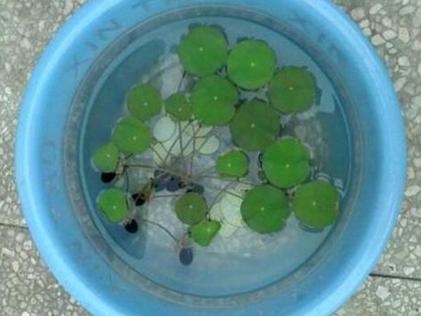 碗莲水培方法及流程