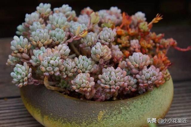 多肉植物怎么移植步骤