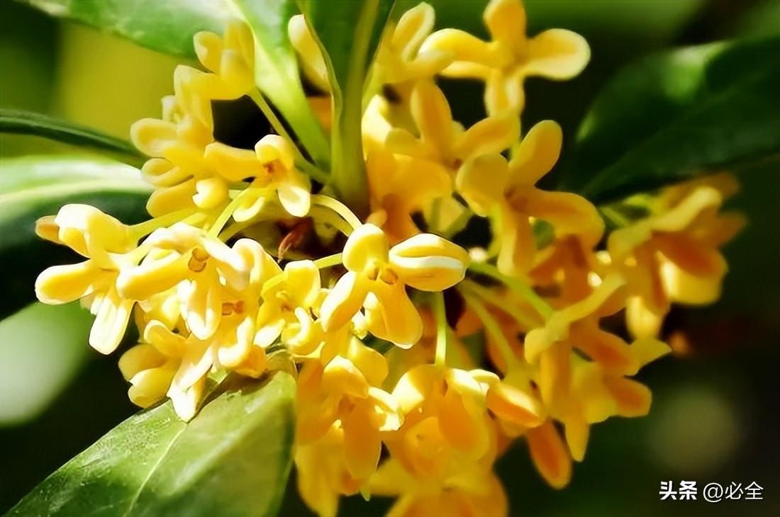 朱砂桂和金桂哪个好看