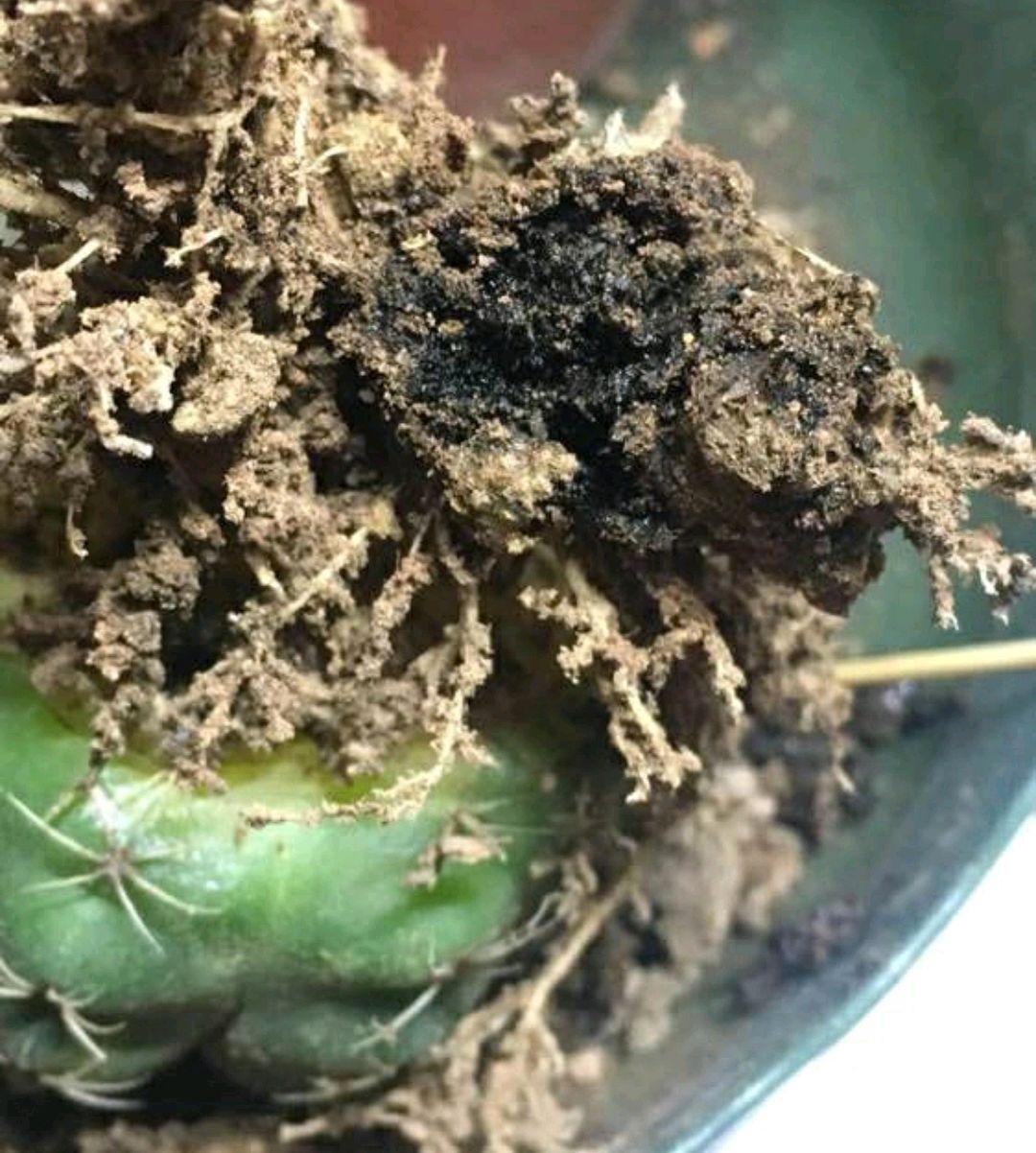 仙人球要深埋还是浅埋好