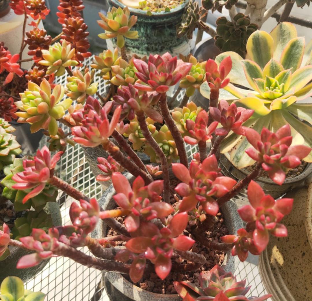 多肉种植心得体会