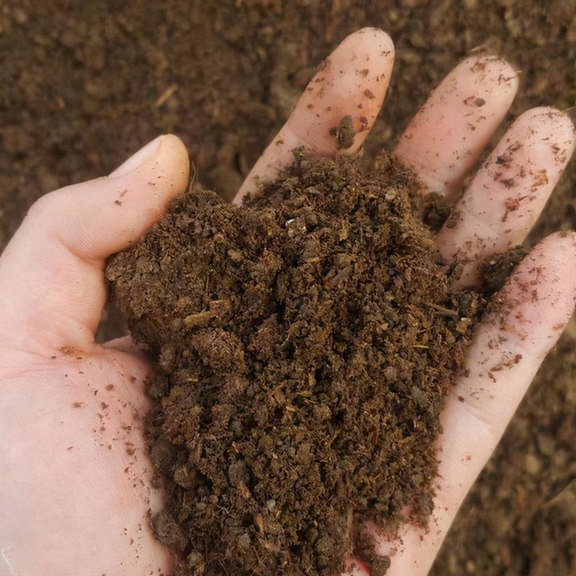 三角梅花期如何浇水施肥最好