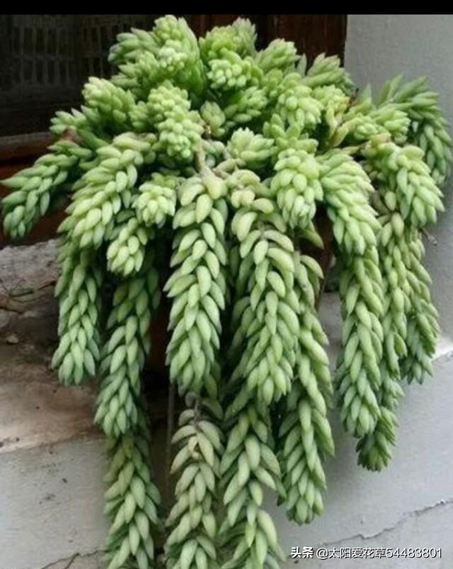 翡翠景天多肉叶插教程