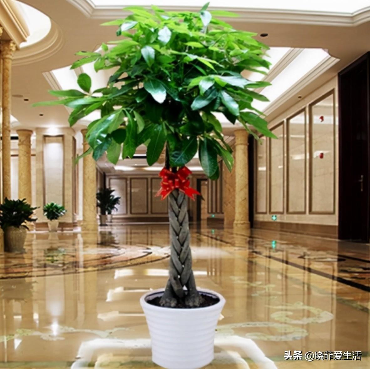 代表财源滚滚的花名