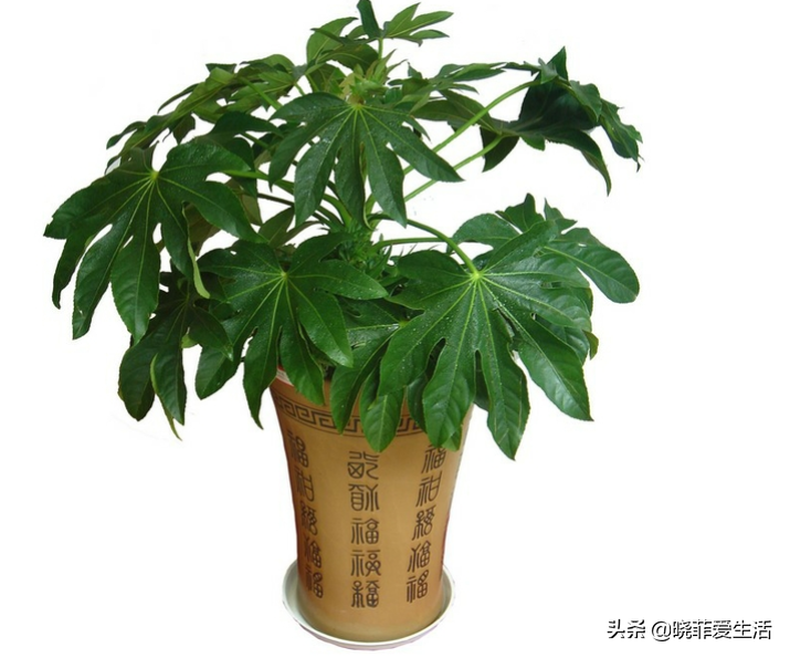 代表财源滚滚的花名