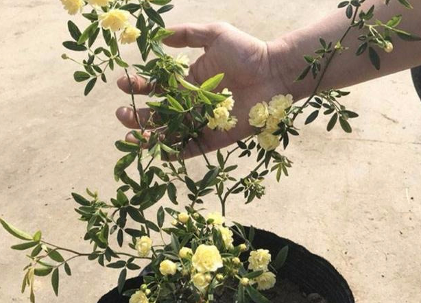 木香花花期多长