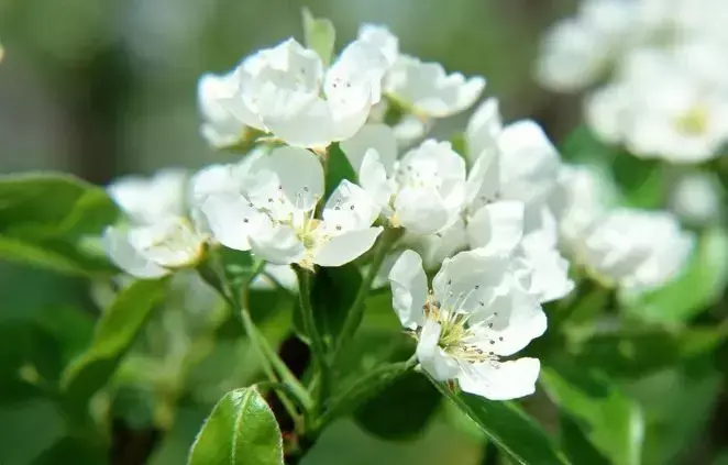 春天都开什么花