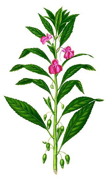 凤仙花花语和寓意