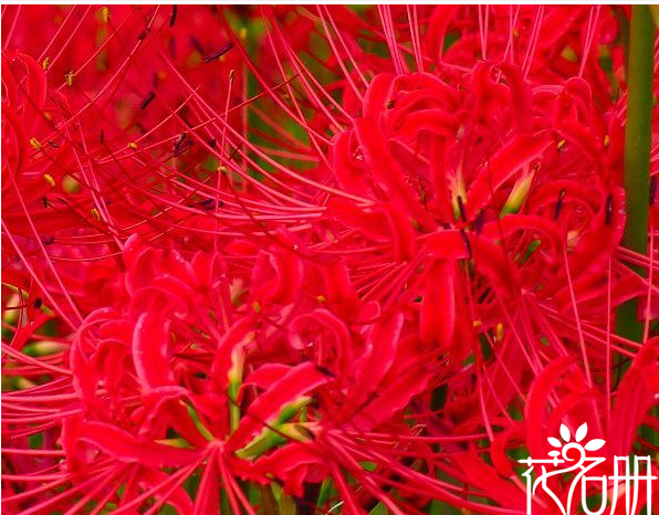 粉色曼珠沙华的花语和寓意