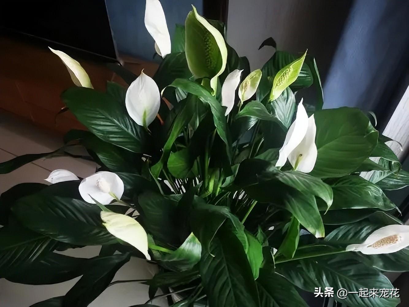 万年红寓意是什么