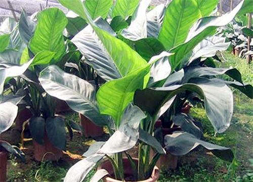 详细阅读:绿霸王的养殖方法是什么 绿霸王的养殖方法是什么