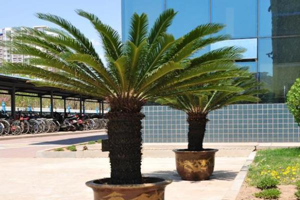 幸福树开花有什么预兆和寓意