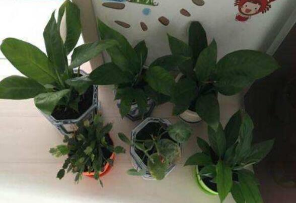 一帆风顺花的养殖方法和注意事项